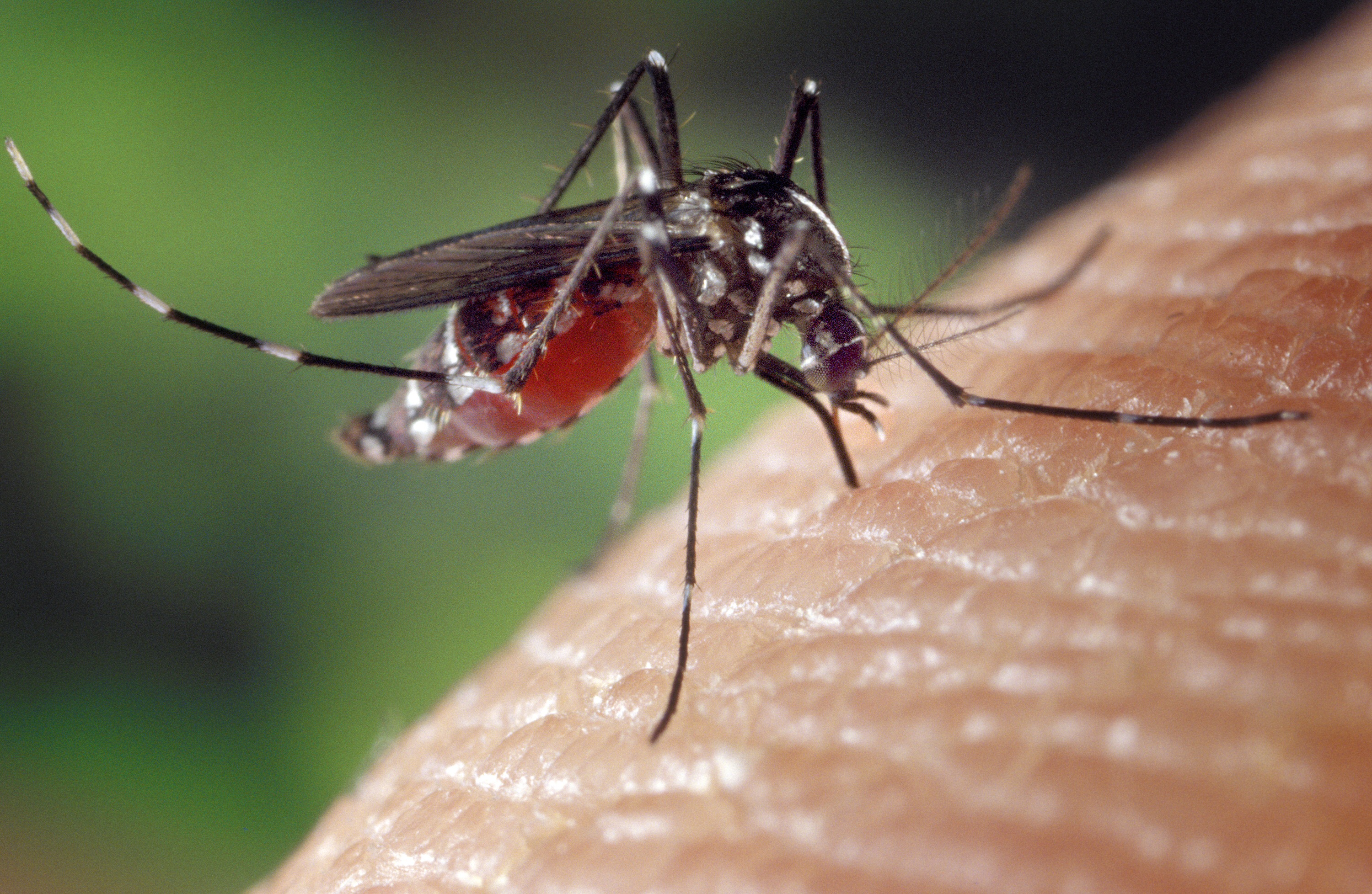 Aedes_albopictus_on_human_skin