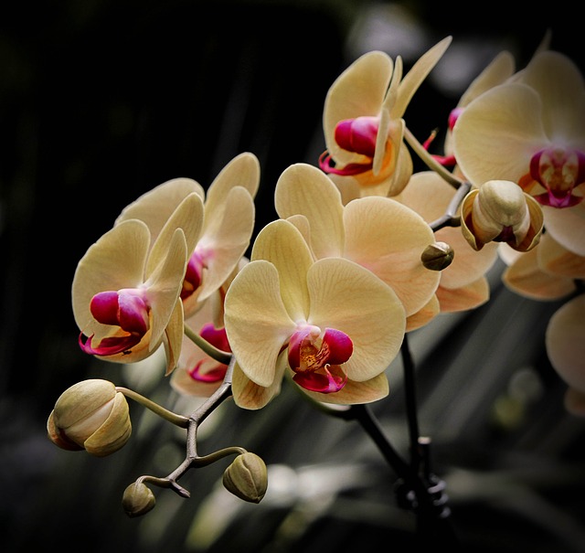 Větvička orchideje.jpg